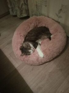 FluffyCAT pihe-puha ágy macskáknak photo review