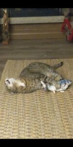 Dancing Fish mozgó játékhal macskáknak photo review